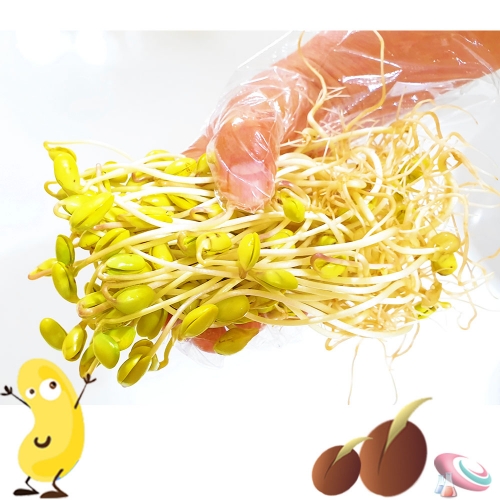 과학1번지 구정과학사,콩나물 기르기 키트 집에서 키우기 세트-1인용 (대형)
