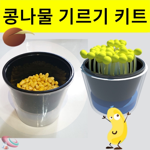 과학1번지 구정과학사,콩나물 기르기 키트 집에서 키우기 세트-1인용 (대형)