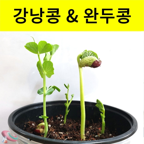 과학1번지 구정과학사,강낭콩키우기 완두콩기르기세트 식물관찰키트[1인용]